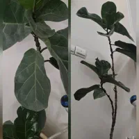 گل آپارتمانی
