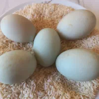 تخم اردک پروازی نژادسرسبز