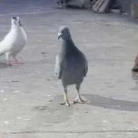 جوجه پلاکی