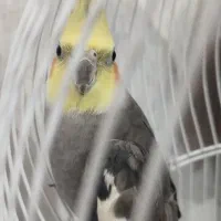 عروس هلندی آوازخوان|پرنده|ساری, |دیوار