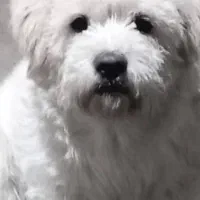 سگ گمشده|حیوانات|تنکابن, |دیوار