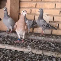جوجه پلاکی