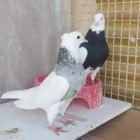 کبوتر طوقی پاصاف کاکلی الماسی|پرنده|یاسوج, |دیوار