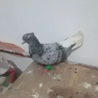 هفت رنگ دم سفید ماده سالم|پرنده|مشهد, شهید آوینی|دیوار