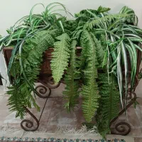 سرخس مصنوعی|گل مصنوعی|پرند, فاز ۵|دیوار