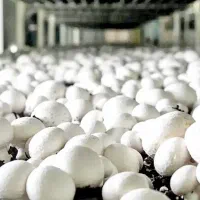 به تعدادی متخصص در کارخانه قارچ