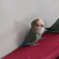 طوطی برزیلی نر|پرنده|ری, شهید بهشتی|دیوار