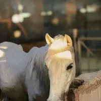 بهترین زمان یادگیری سوارکاری(مقدماتی و پیشرفته)|خدمات آموزشی|دزفول, |دیوار