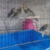 چهارعددجوجه قناری اولی دارن ریزخونی میکنن