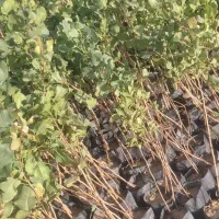 نهال پسته|خدمات باغبانی و درختکاری|قم, کلهری|دیوار