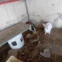 حیوانات مزرعه خرگوش نر ماده