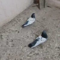 طوقی کاکلی و کله دم سبز|پرنده|همدان, |دیوار