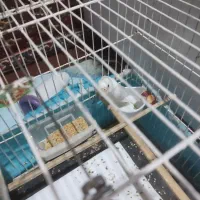 مرغ عشق ماده آلبینو کمیاب|پرنده|بیدشهر, |دیوار