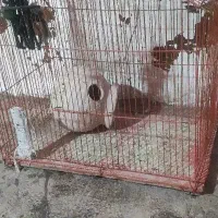 قفس پرنده