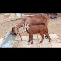 یک عده بز مطفل سالم وسرحال