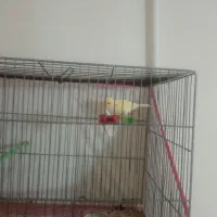 قناری نر یا ماده