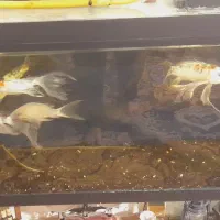 اکواریوم  یکو بیست همراه هفت عددماهی کوی سوپر باله|ماهی|مشهد, کوی ولیعصر|دیوار