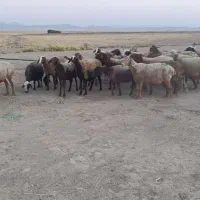 20 راس گوسفند زاییده بره ها جو خور جفتی 52|حیوانات مزرعه|کوهدشت, |دیوار
