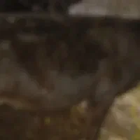 سه راس گوساله ی ۱۵۰ کیلویی چاق|حیوانات مزرعه|تیکمه داش, |دیوار