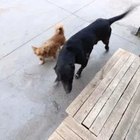 سگ نگهبان نژاد خراسانی با افغان|سگ|پاکدشت, پاکدشت (مامازند)|دیوار