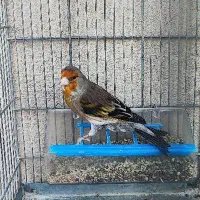 سهره قناری نر به شرط تضمینی