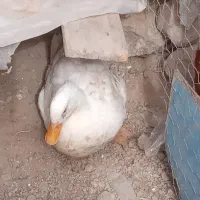 اردک ۱۰ ماه بسیار خوب قیمت ۹۰۰