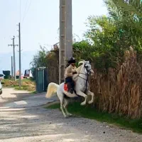 اسب سواری دار