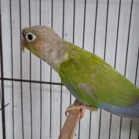 طوطی گیرینچیک ۸ ماهه|پرنده|آستانه اشرفیه, |دیوار