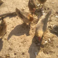 مرغ محلی|حیوانات مزرعه|چاروسا, |دیوار