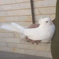 کبوتر|پرنده|شاهرود, |دیوار