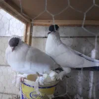 هلمت|پرنده|اصفهان, همت‌آباد|دیوار