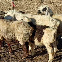 چند عدد میش داشتی