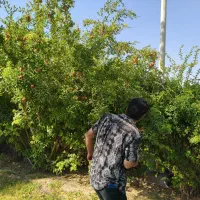 باغبان،باغبانی حرفه‌ای|خدمات باغبانی و درختکاری|قم, عمار یاسر|دیوار