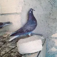 کفتر