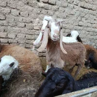 بزغاله|حیوانات مزرعه|سبزوار, ابارش|دیوار
