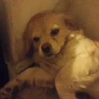 سگ مهربونم و باهوش|سگ|اسلامشهر, شهرک مفیدی|دیوار