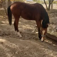 کره مادیون|اسب و تجهیزات اسبسواری|زاغه, |دیوار