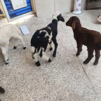 بره شیری و بزغاله شیری|حیوانات مزرعه|قم, محمد آباد|دیوار