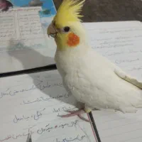 عروس هلندی گمشده|حیوانات|شیراز, شهرک مهرگان|دیوار