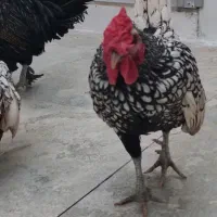 مرغ و خروس سلطان و سبرایت