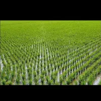 باسلام فروش ۲۵۰کیلو برنج کامفیروزی درجه یک|خوردنی و آشامیدنی|کامفیروز, |دیوار