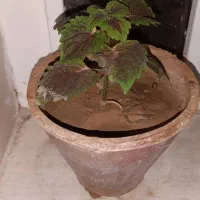 گل حسن یوسف سالم