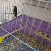 سهره ماده یک سال قفس