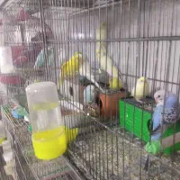 ۵۰عددمرغ عشق رینبورنگین کمانی ومعمولی ۱۰تومن آیهان