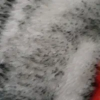 پلاک موتورگم شده