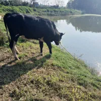 گاو ماده ۴ ماه بار دار به فروش میرسد|حیوانات مزرعه|سنگر, |دیوار