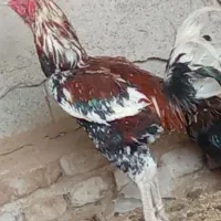 خروس