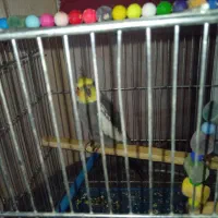 عروس هلندی سخنگوی و دستی