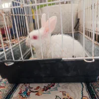 خرگوش دوسه ماهه