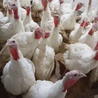 بوقلمون گوشتی کاملا اورگانیک